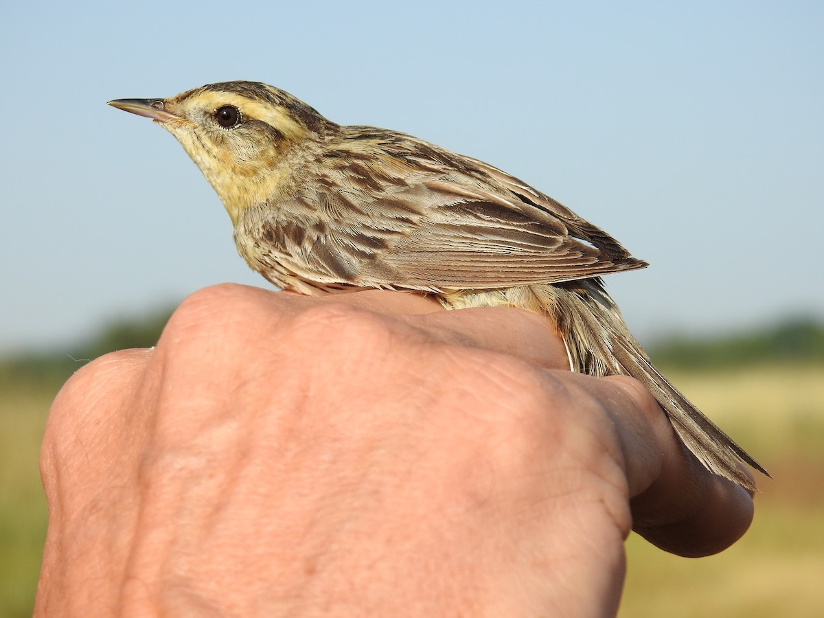 Aquatic Warbler - ML650317479