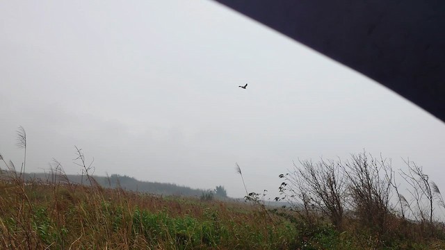 Eastern Marsh Harrier - ML650317595