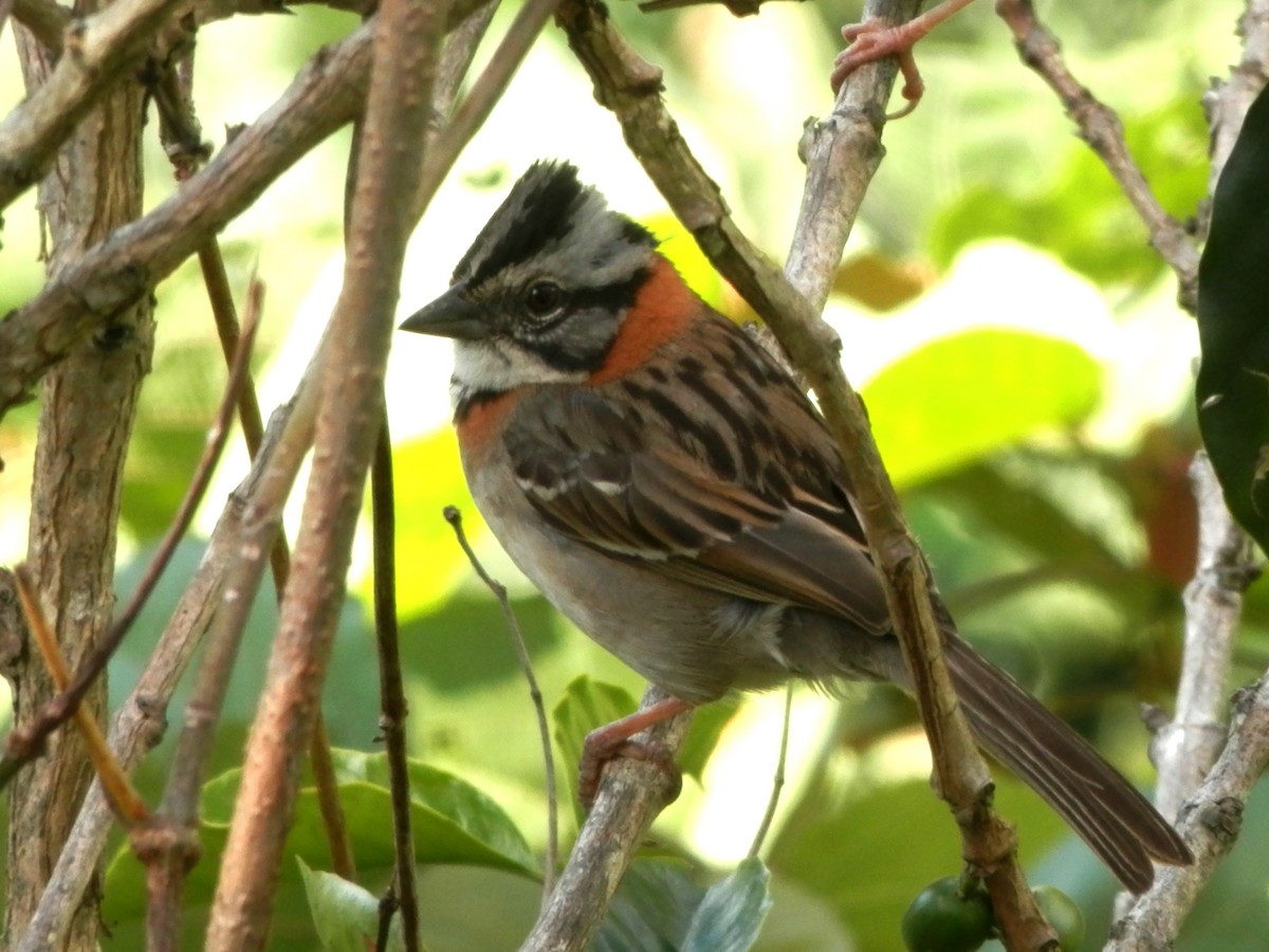 Rufous-collared Sparrow - ML65031761