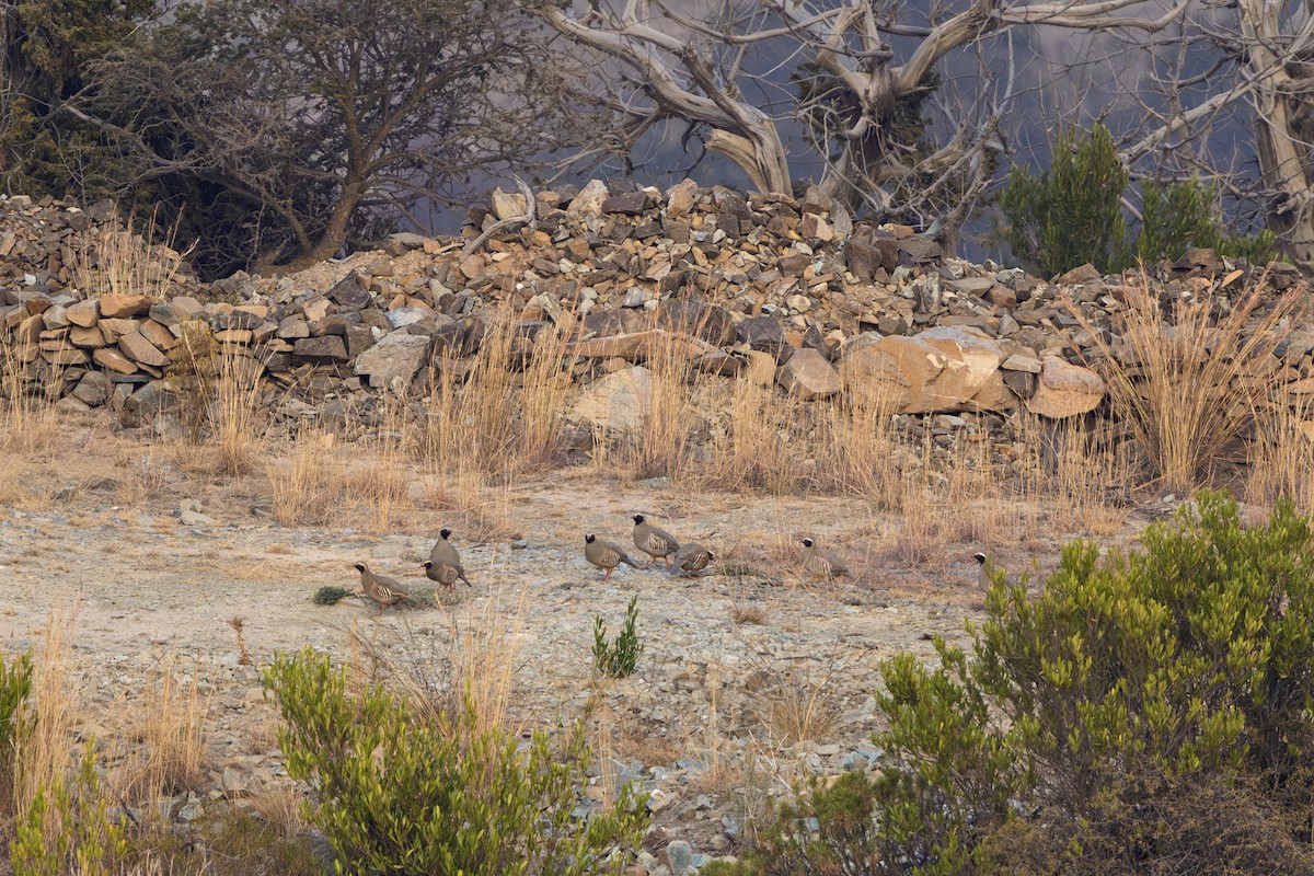 Philby's Partridge - ML650317654