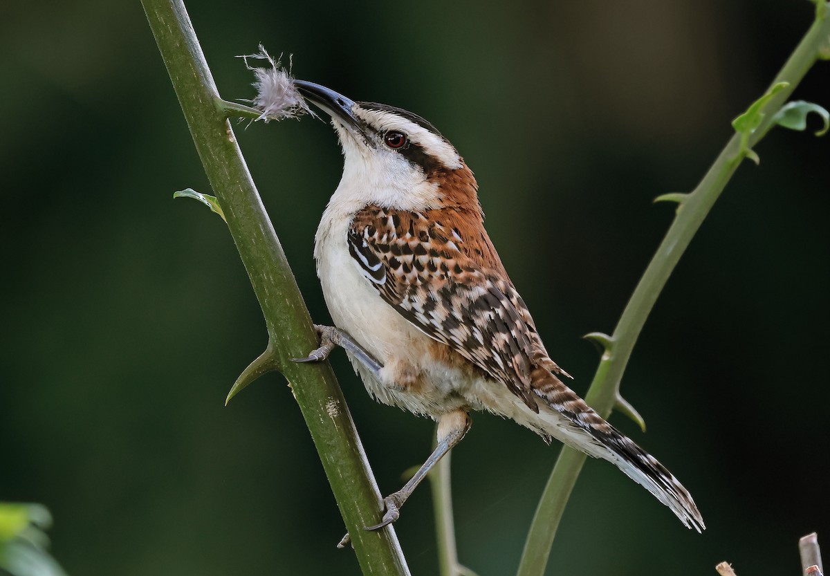 Rufous-backed Wren - ML650317670