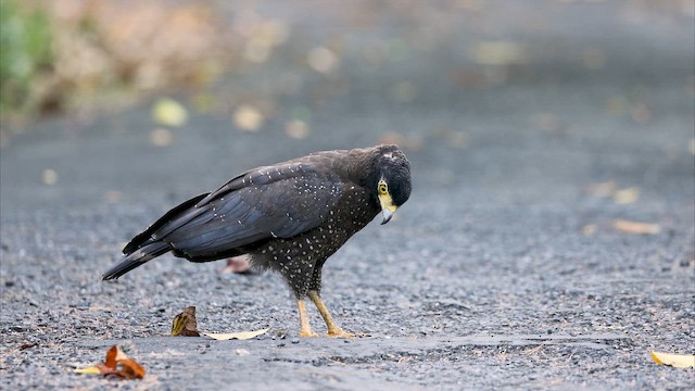 Andaman Serpent-Eagle - ML650317671
