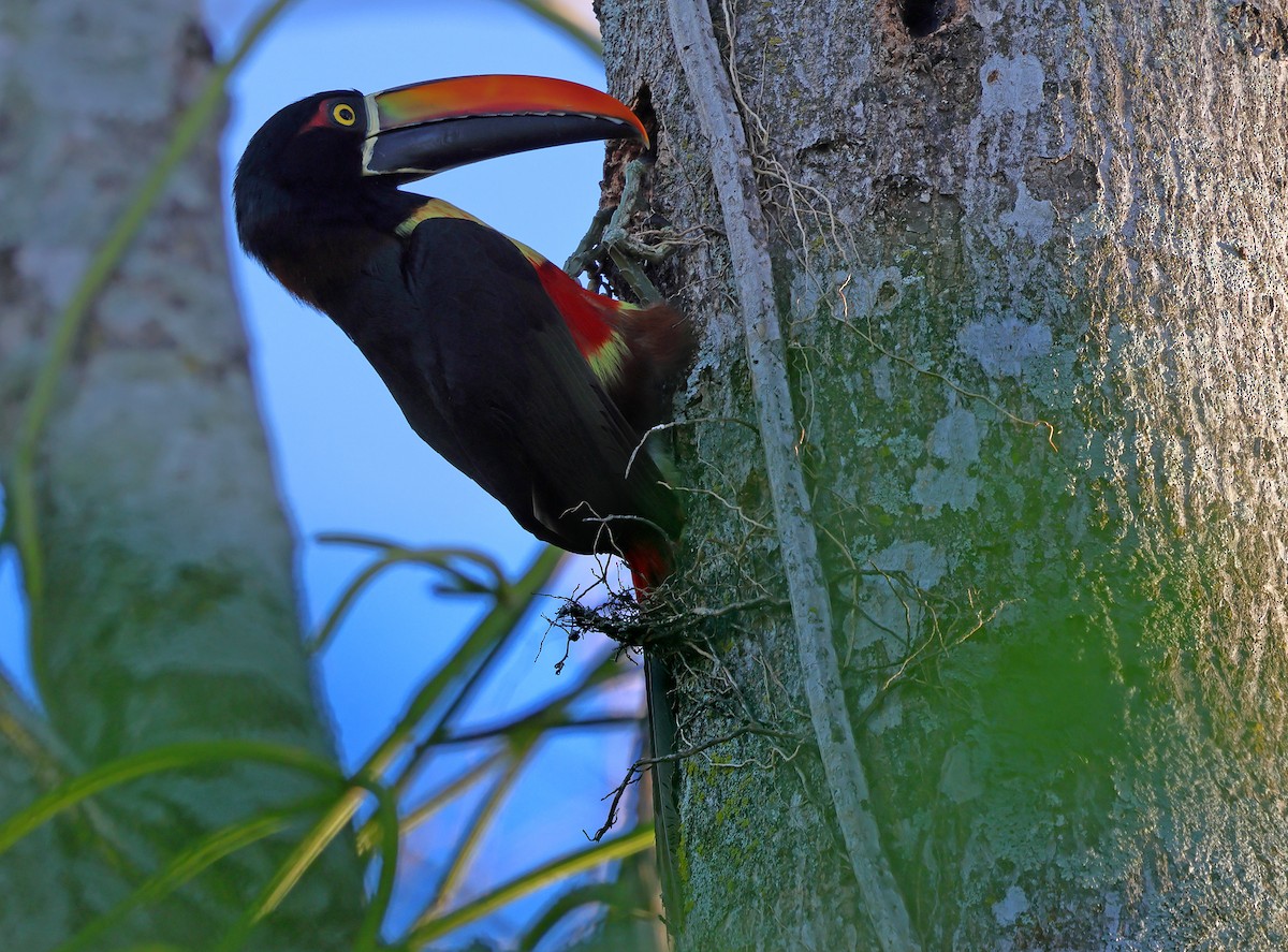 Fiery-billed Aracari - ML650317687