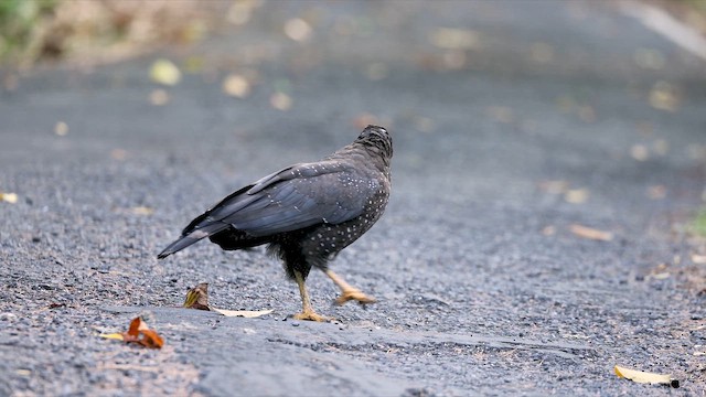 Andaman Serpent-Eagle - ML650317689