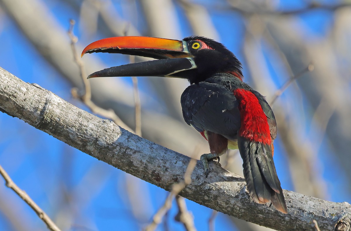Fiery-billed Aracari - ML650317691