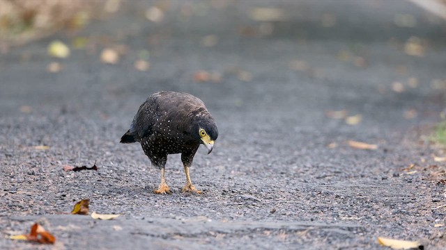 Andaman Serpent-Eagle - ML650317702