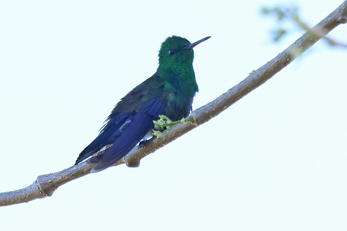 Blue-vented Hummingbird - ML650317722