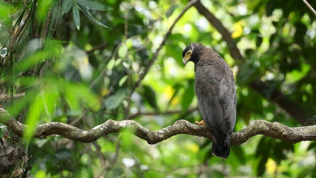Andaman Serpent-Eagle - ML650317723