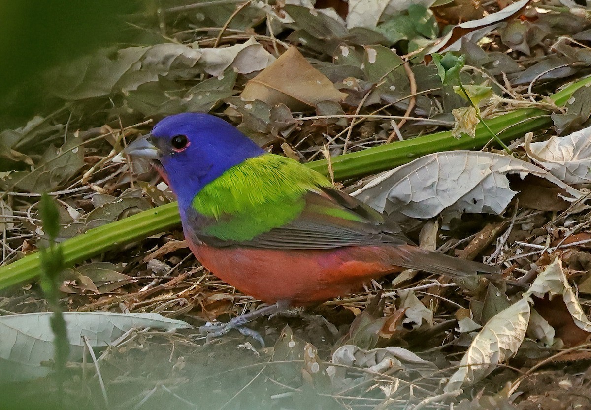 Painted Bunting - ML650317741