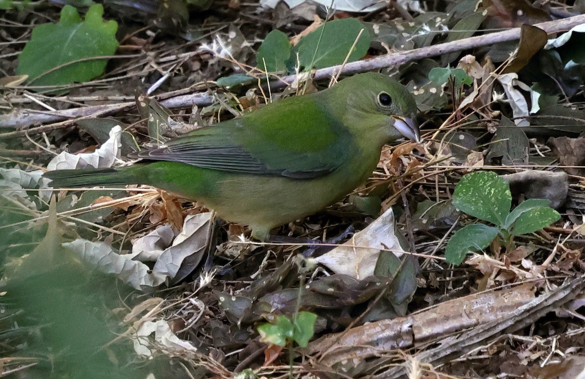 Painted Bunting - ML650317744