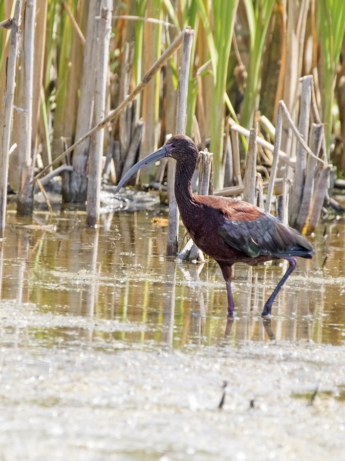 White-faced Ibis - ML65031831