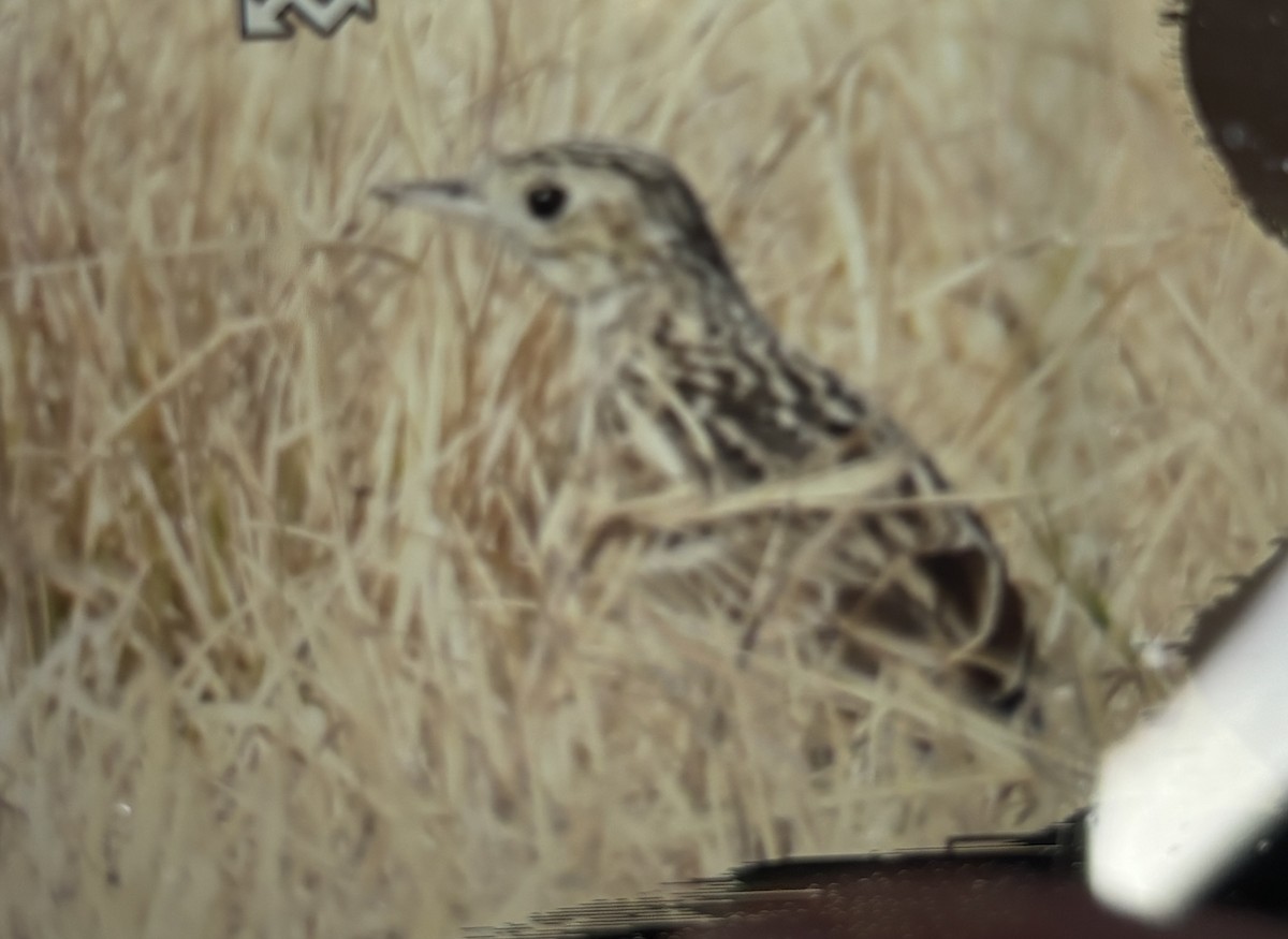 California Bird Atlas Checklist - 5 Feb 2026 - Wiest Road Pipit Field ...
