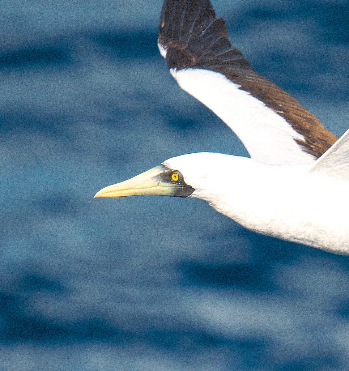 Maskentölpel - ML650318916