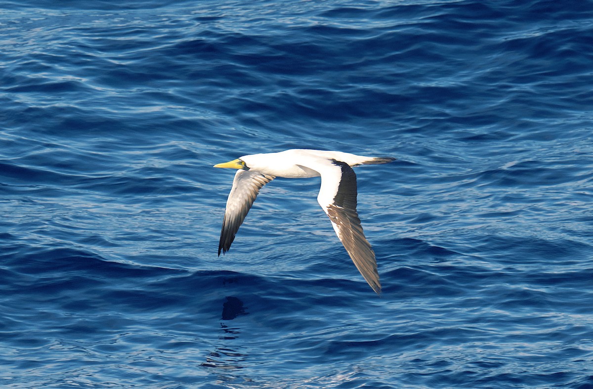 Maskentölpel - ML650318918