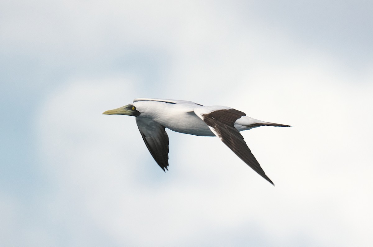 Maskentölpel - ML650318919