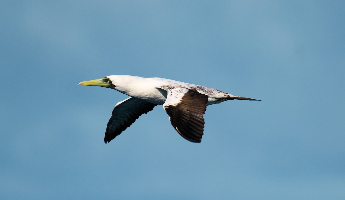 Maskentölpel - ML650318920