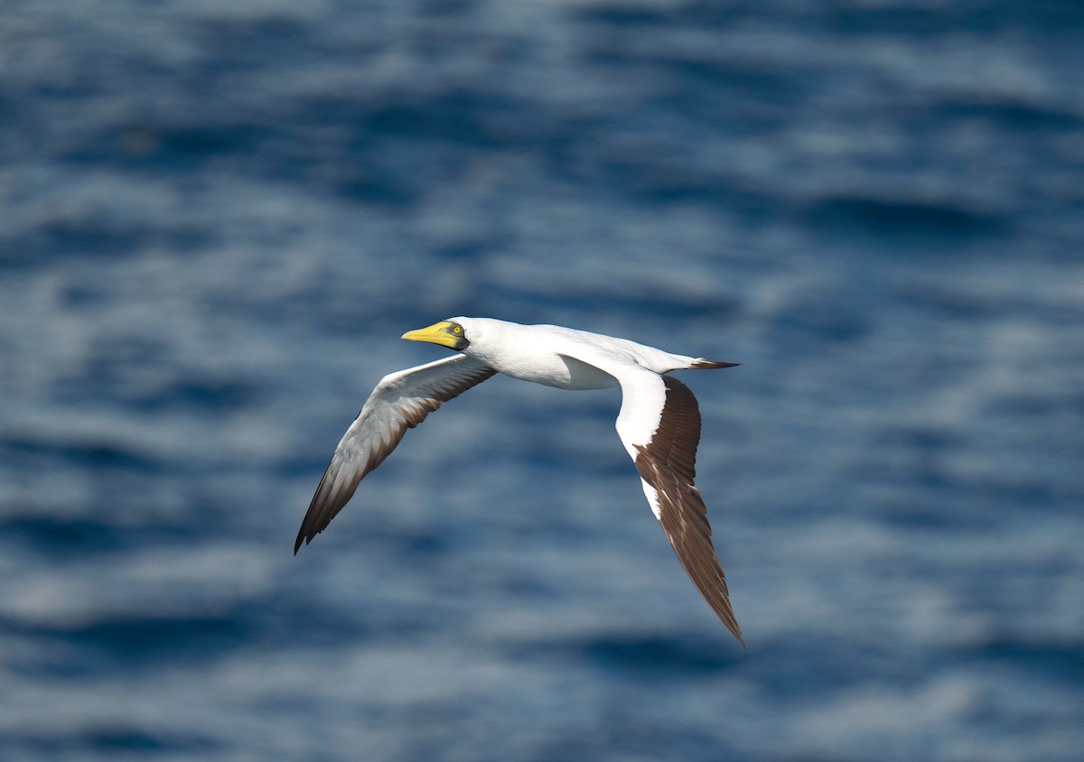 Maskentölpel - ML650318922