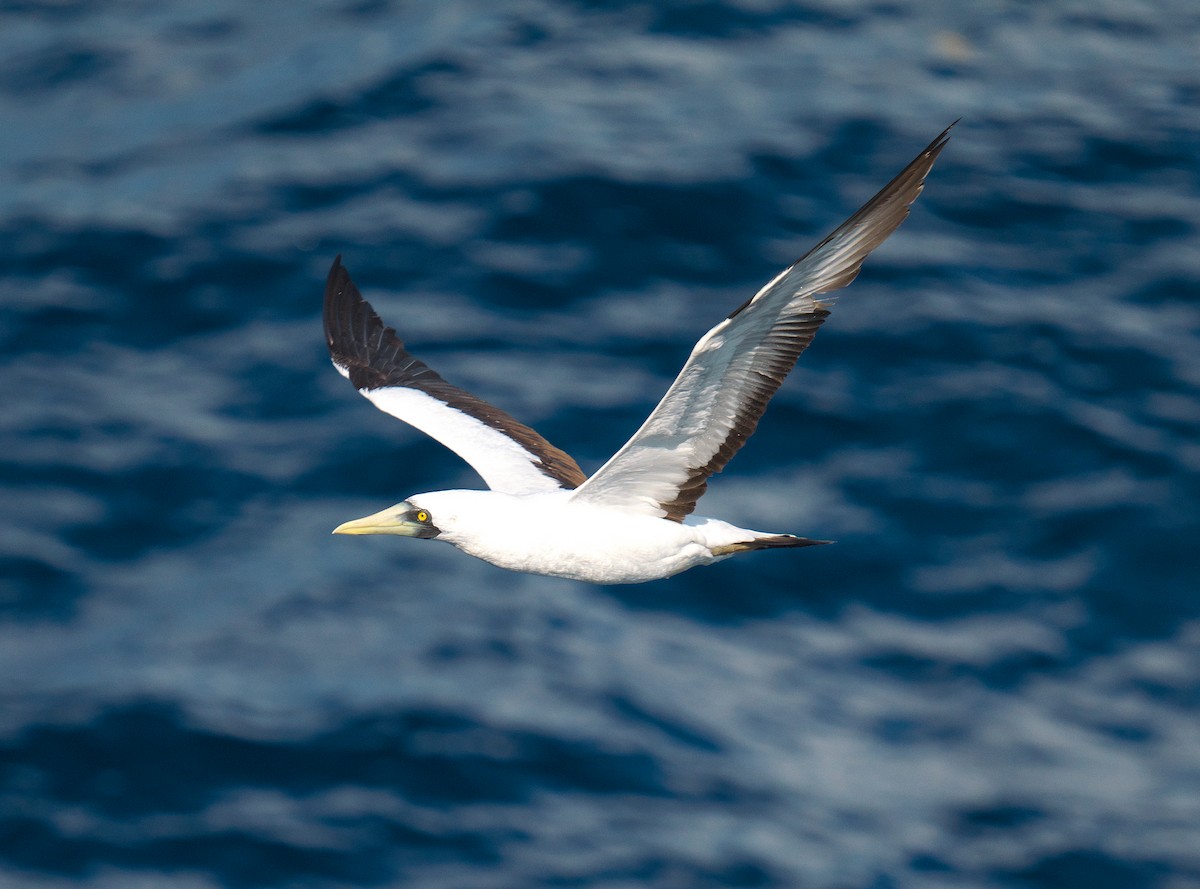 Maskentölpel - ML650318923