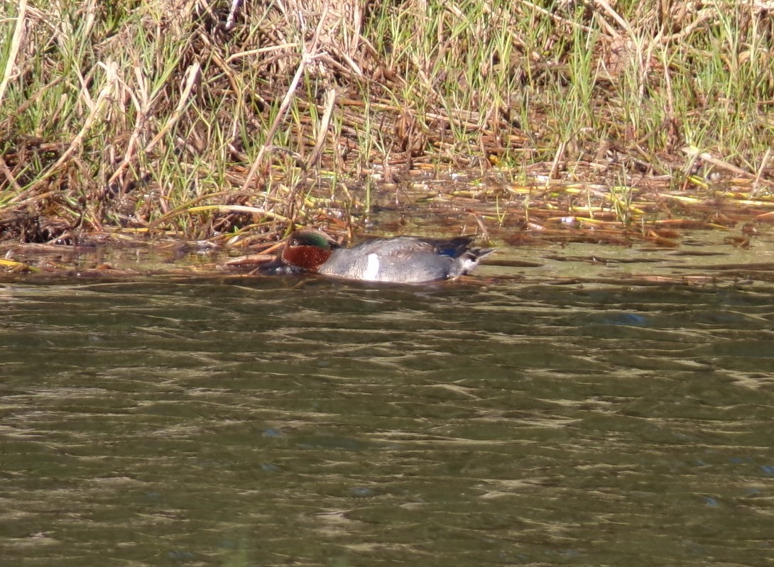 Green-winged Teal - ML650319116