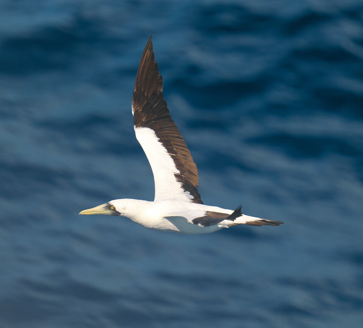 Maskentölpel - ML650319620