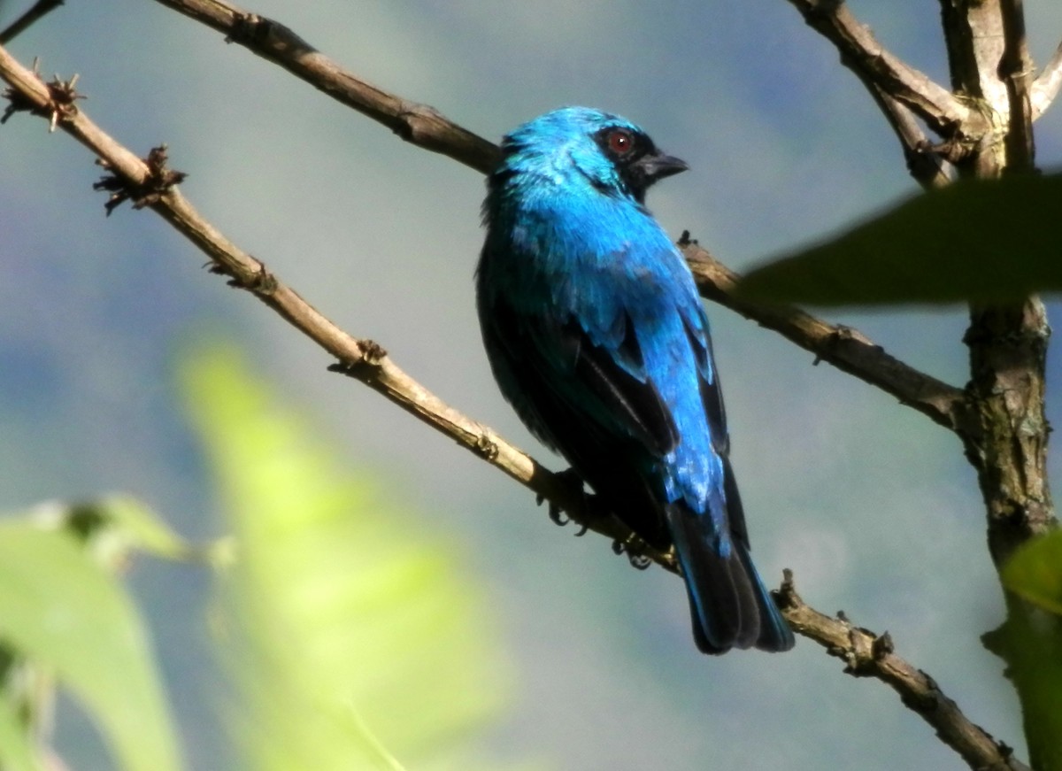 Swallow Tanager - ML65032021