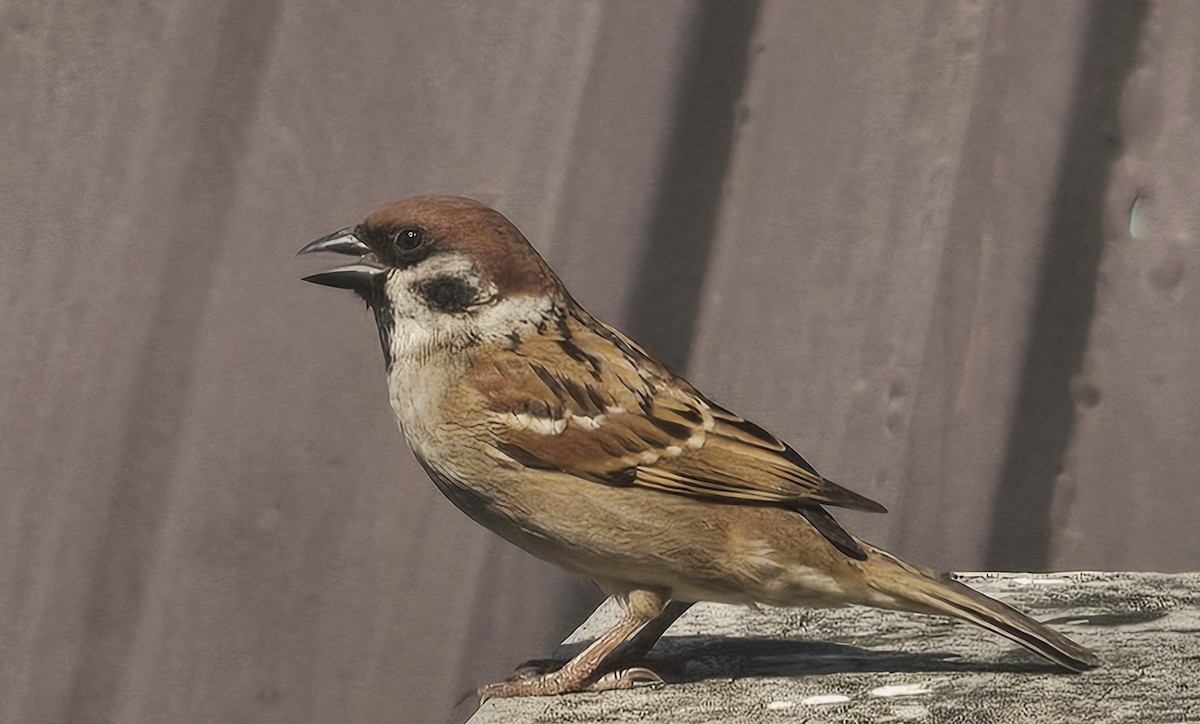 Feldsperling - ML650320223