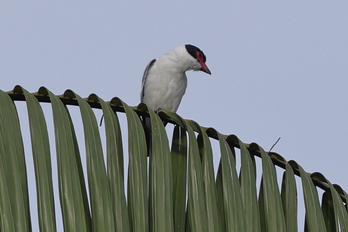 Masked Tityra - ML650320258