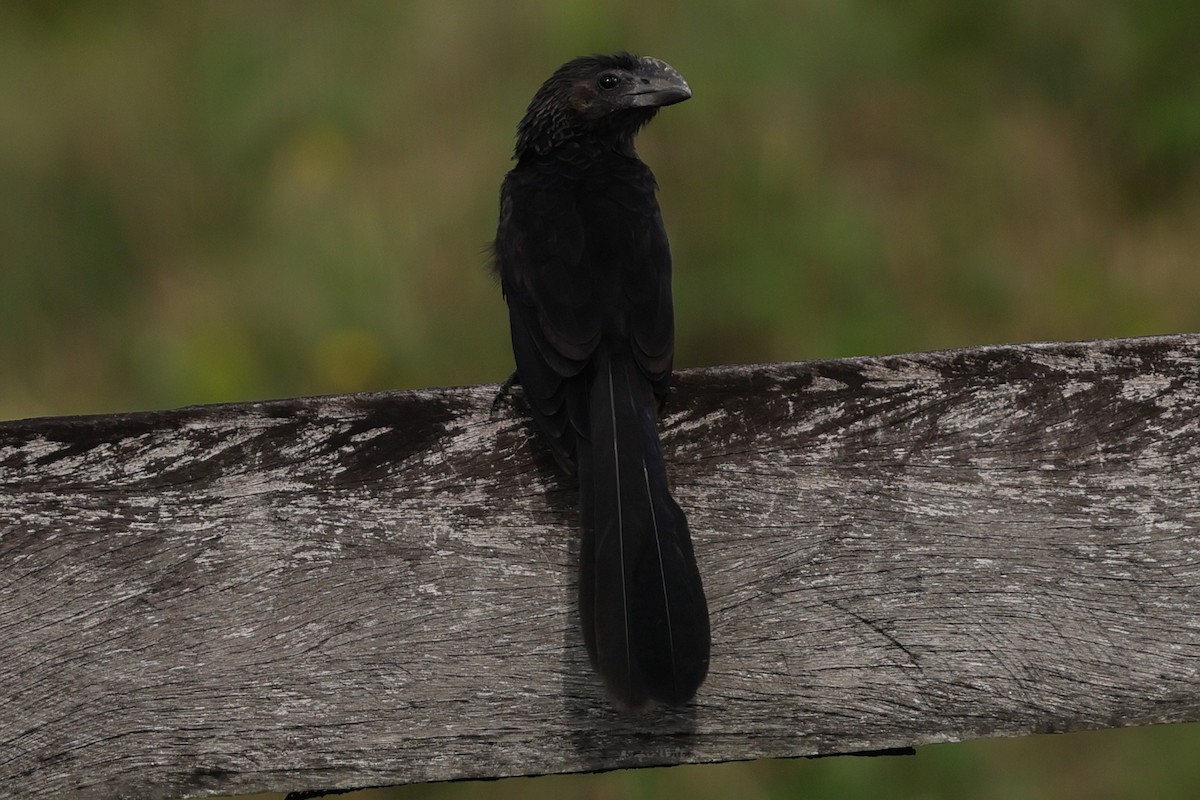 Glattschnabelani - ML650320265