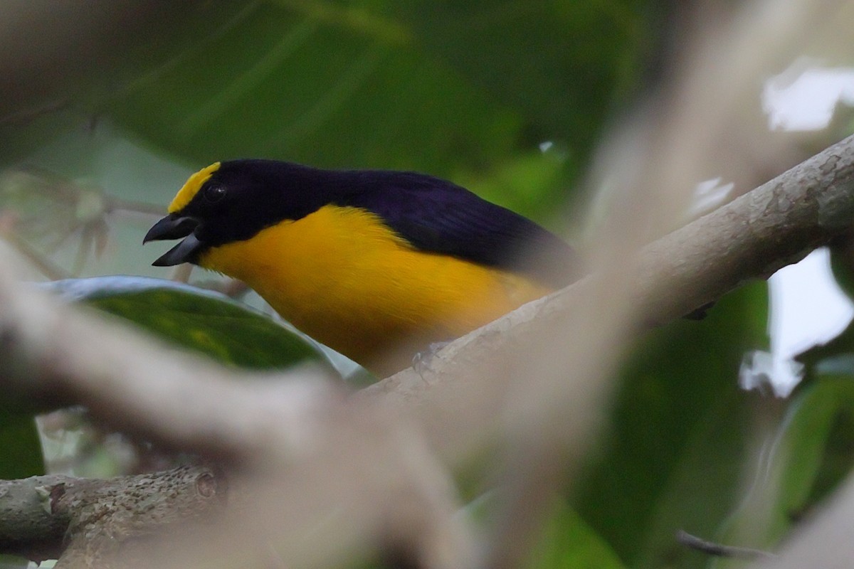 Dickschnabelorganist - ML650320274