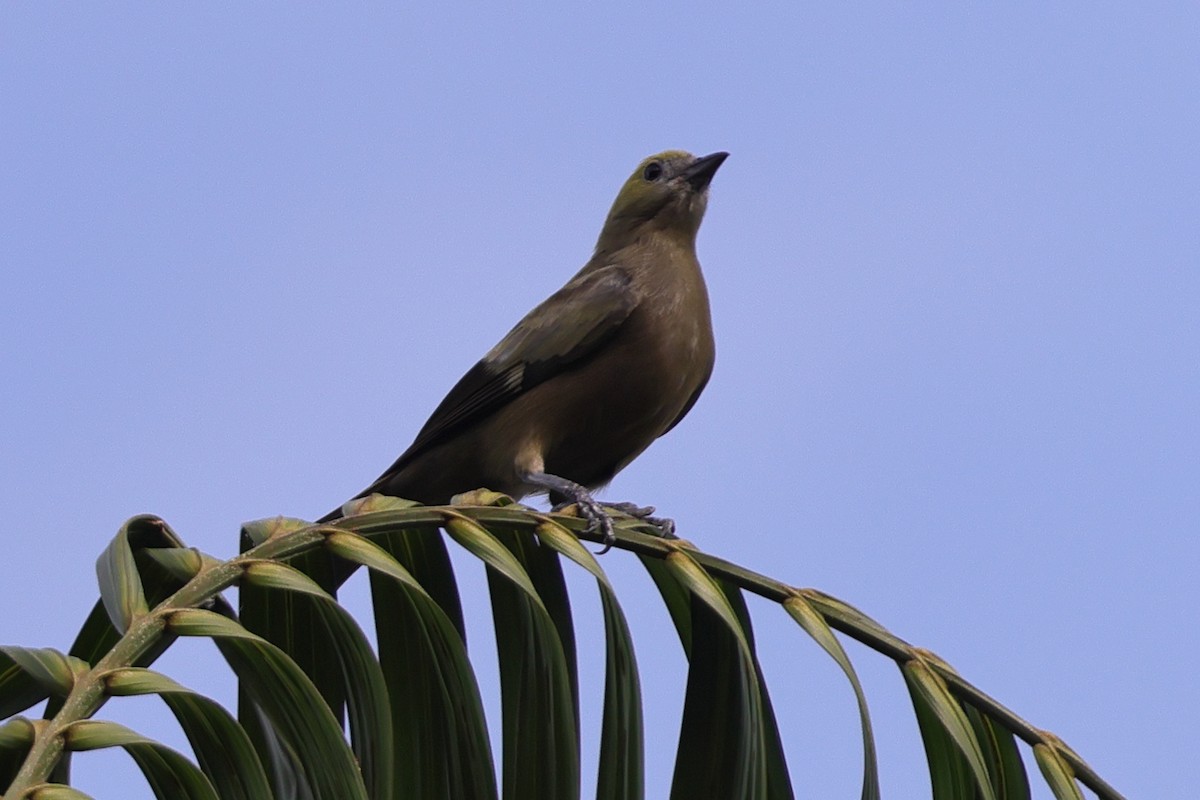 Palmentangare - ML650320293