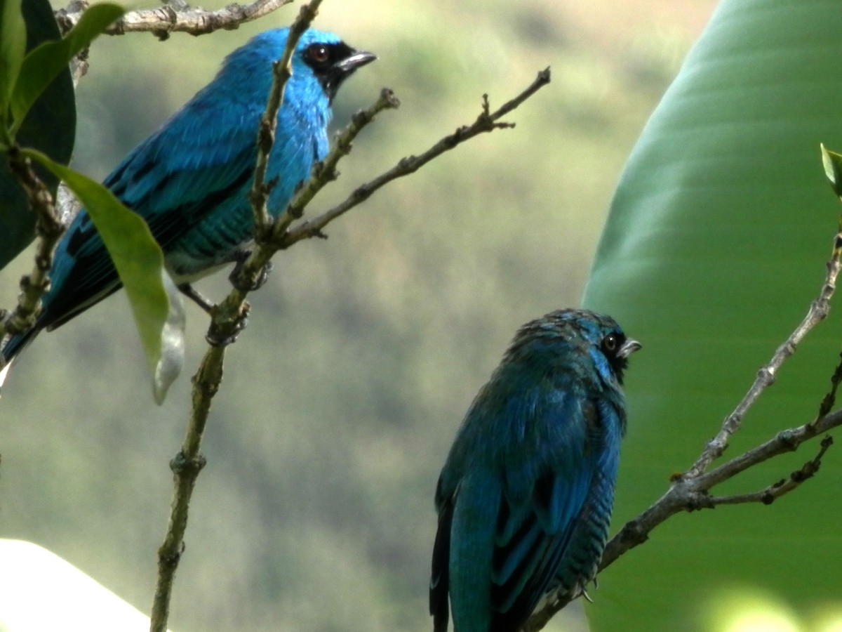 Swallow Tanager - ML65032031