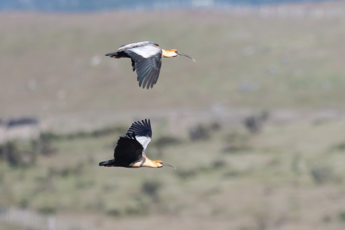 Black-faced Ibis - ML650320625