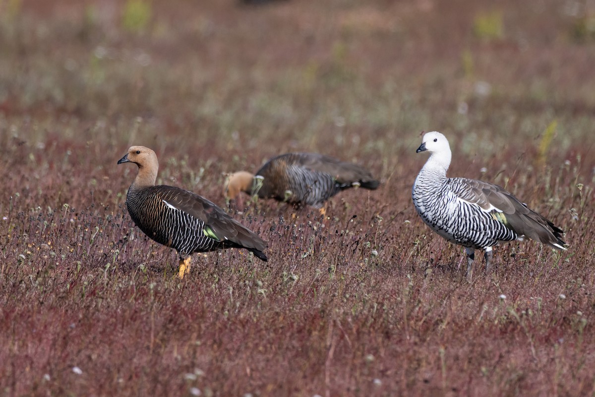Upland Goose - ML650320664
