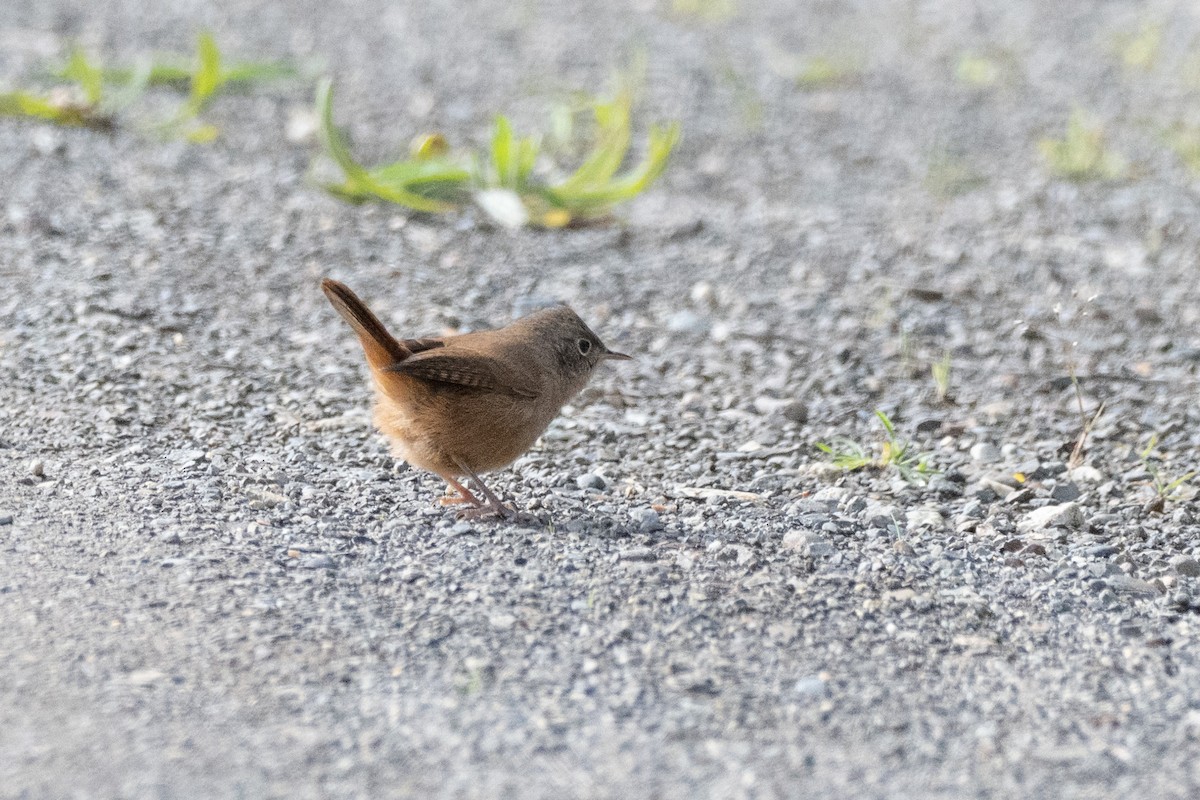 Southern House Wren - ML650320798