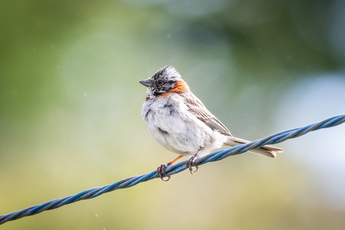 Rufous-collared Sparrow (Patagonian) - ML650320815