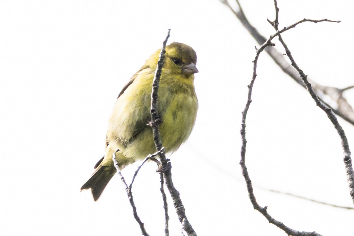 Black-chinned Siskin - ML650320840