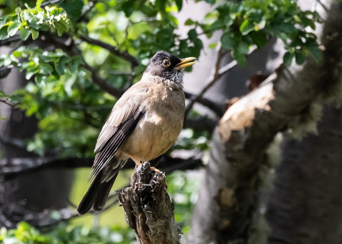 Austral Thrush (Magellan) - ML650320865