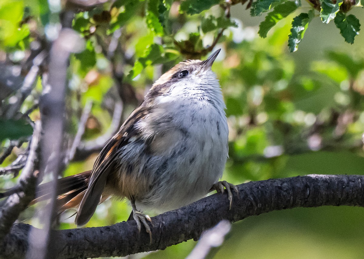 Thorn-tailed Rayadito - ML650320900