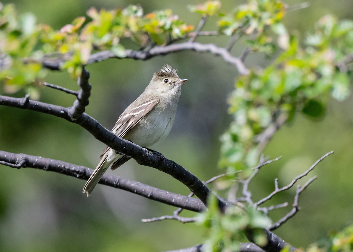 White-crested Elaenia - ML650320921