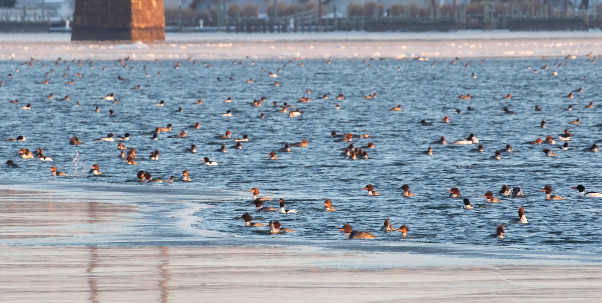 laksand - ML650321289