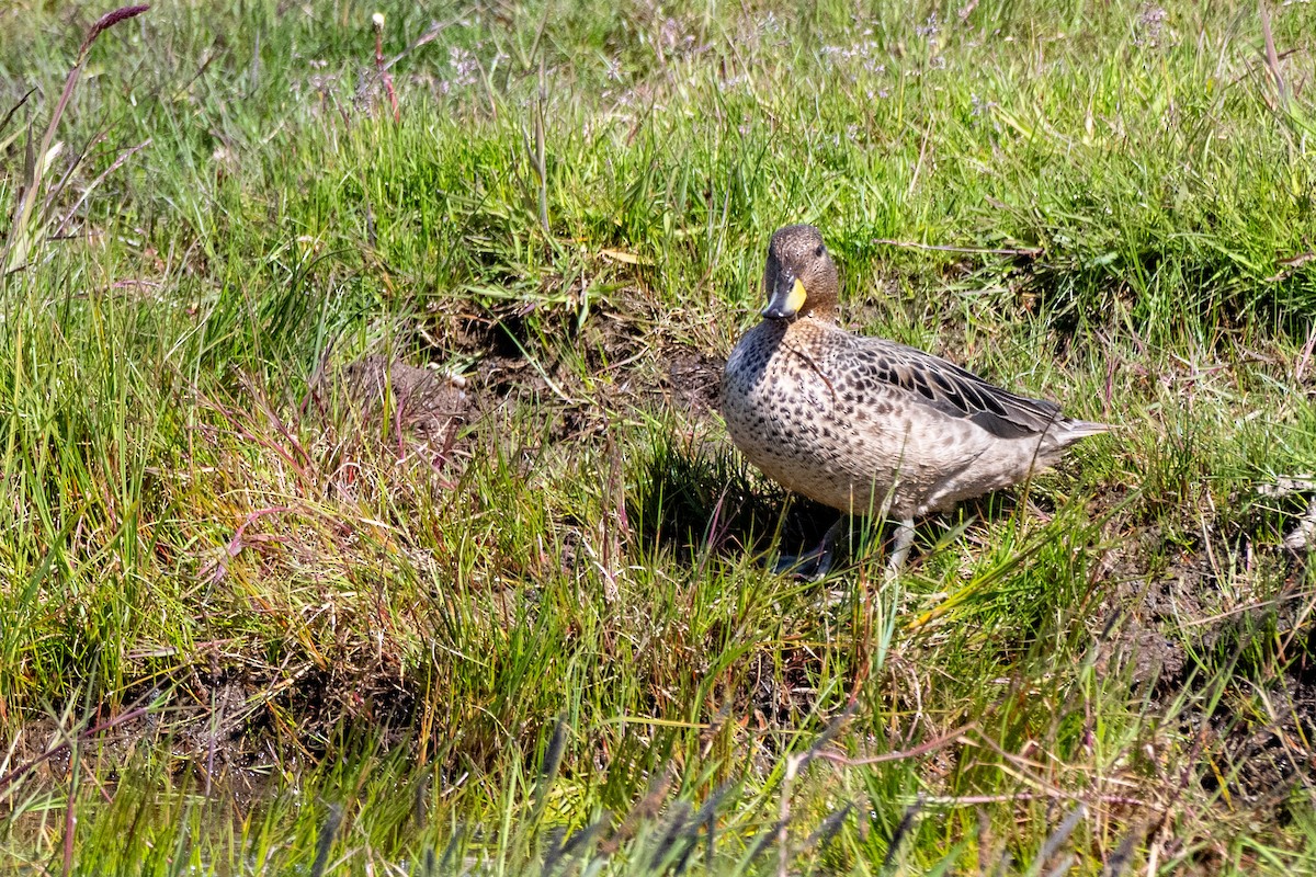 Yellow-billed Teal (flavirostris) - ML650321552