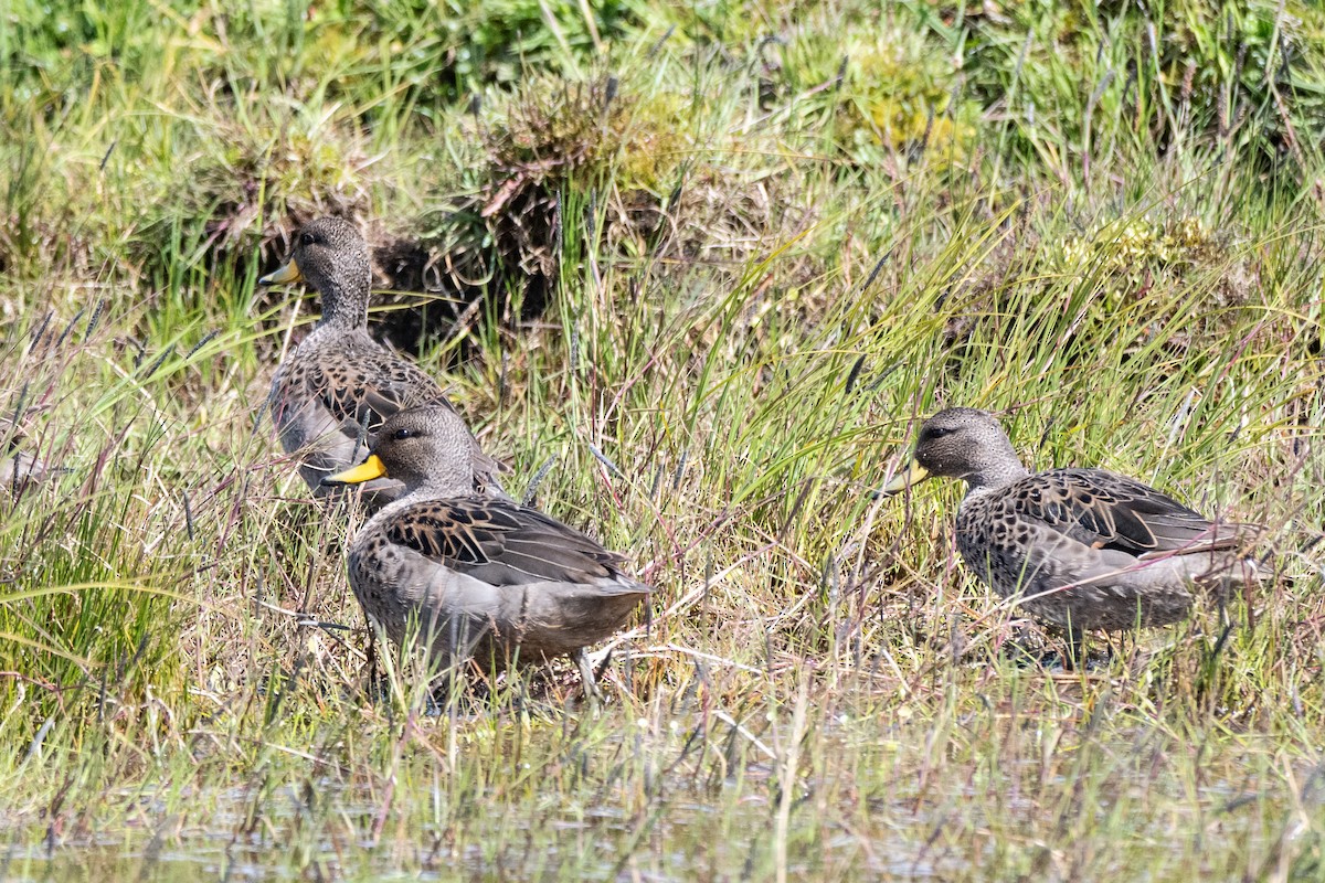 Yellow-billed Teal (flavirostris) - ML650321553