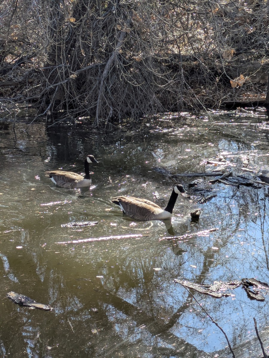 Канадская казарка - ML650321666