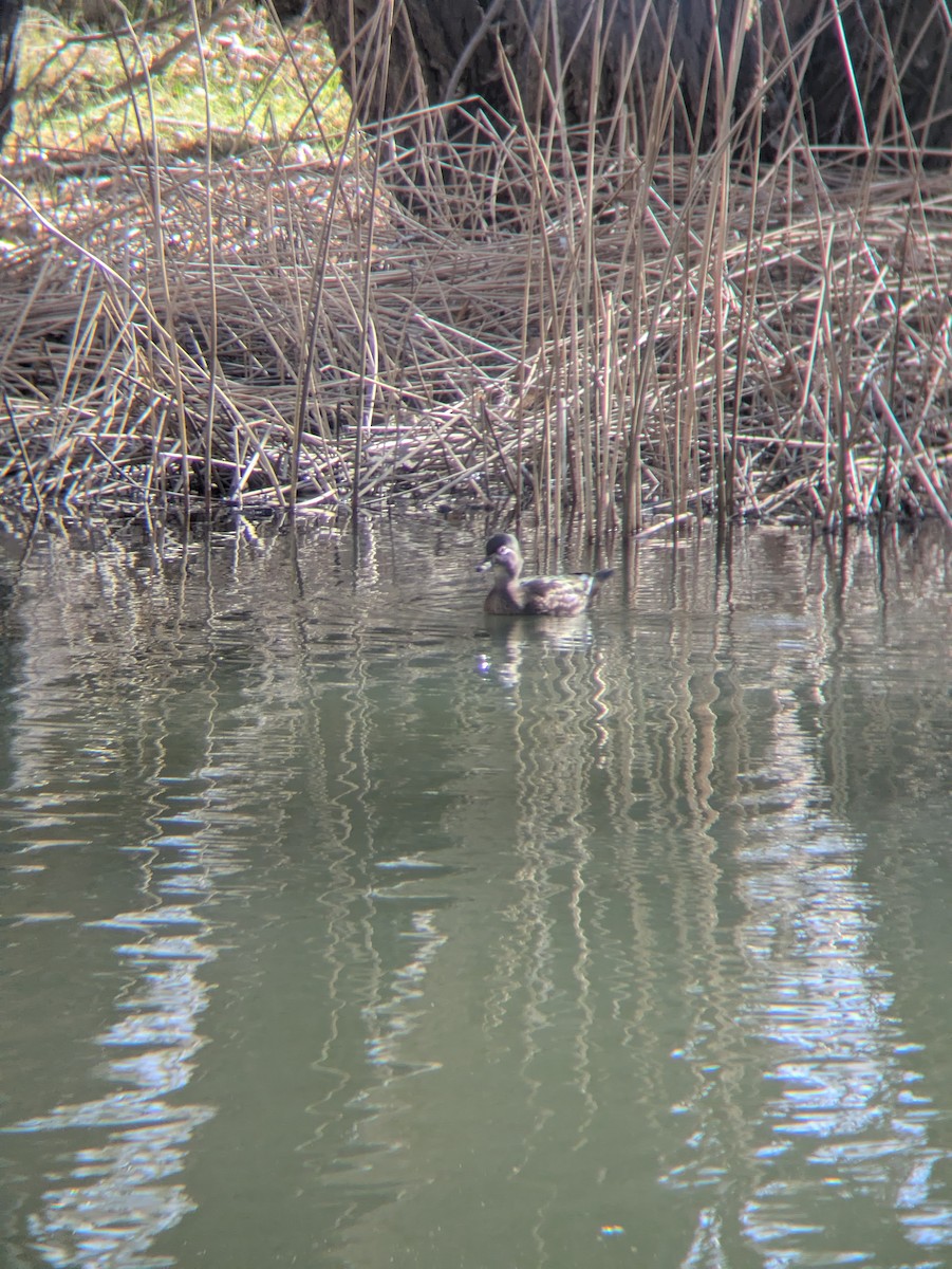 Каролинская утка - ML650321680