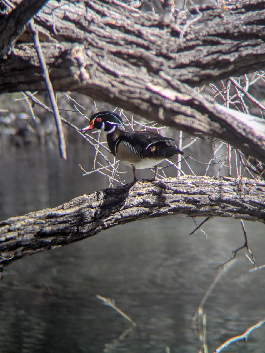 Каролинская утка - ML650321685