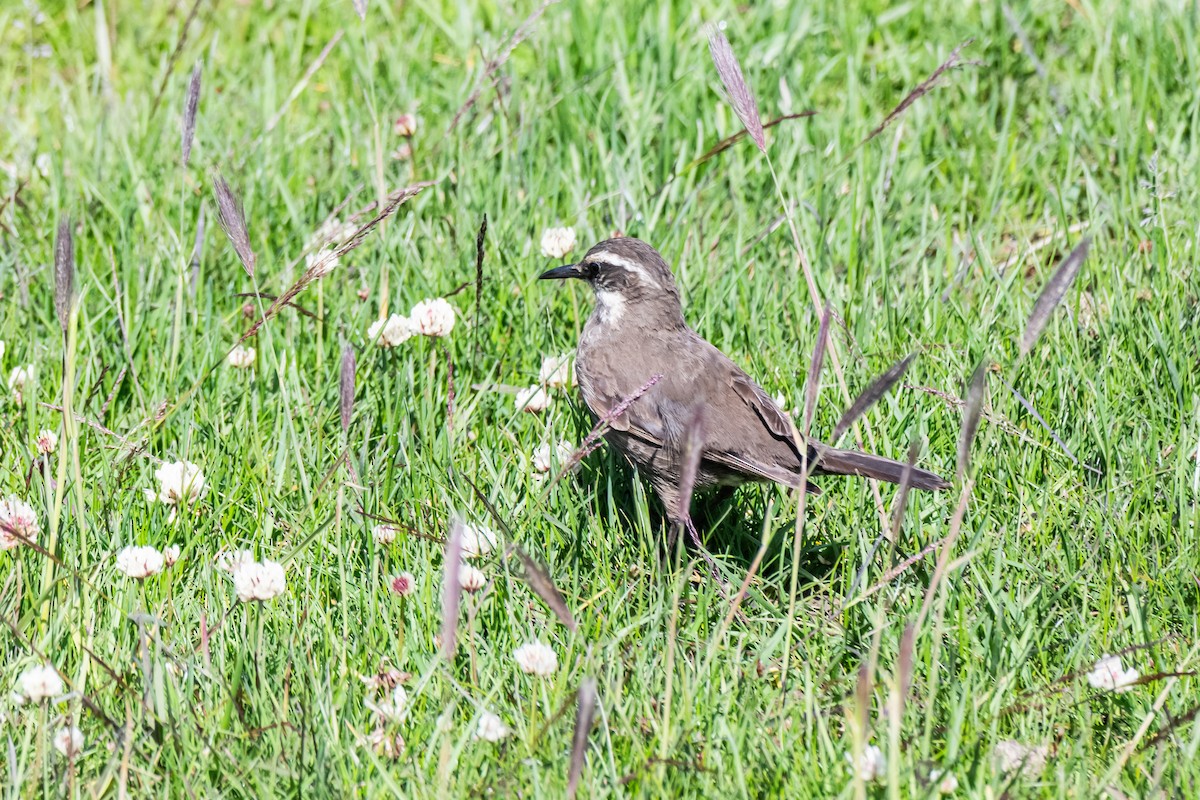 Dark-bellied Cinclodes - ML650321690
