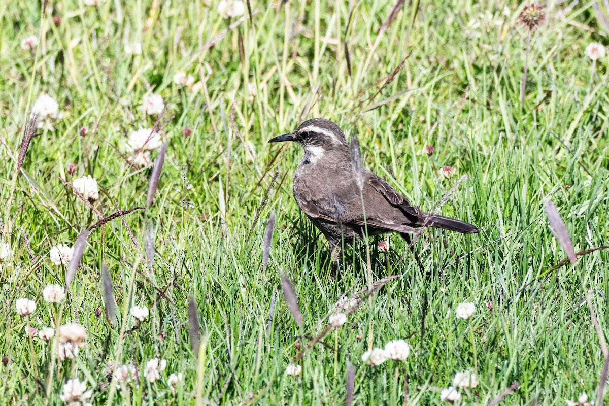 Dark-bellied Cinclodes - ML650321691