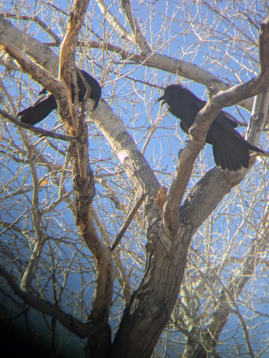 Ворон - ML650321757