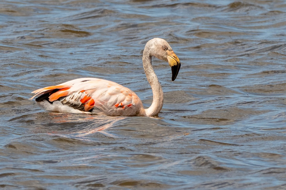 Chilean Flamingo - ML650321781