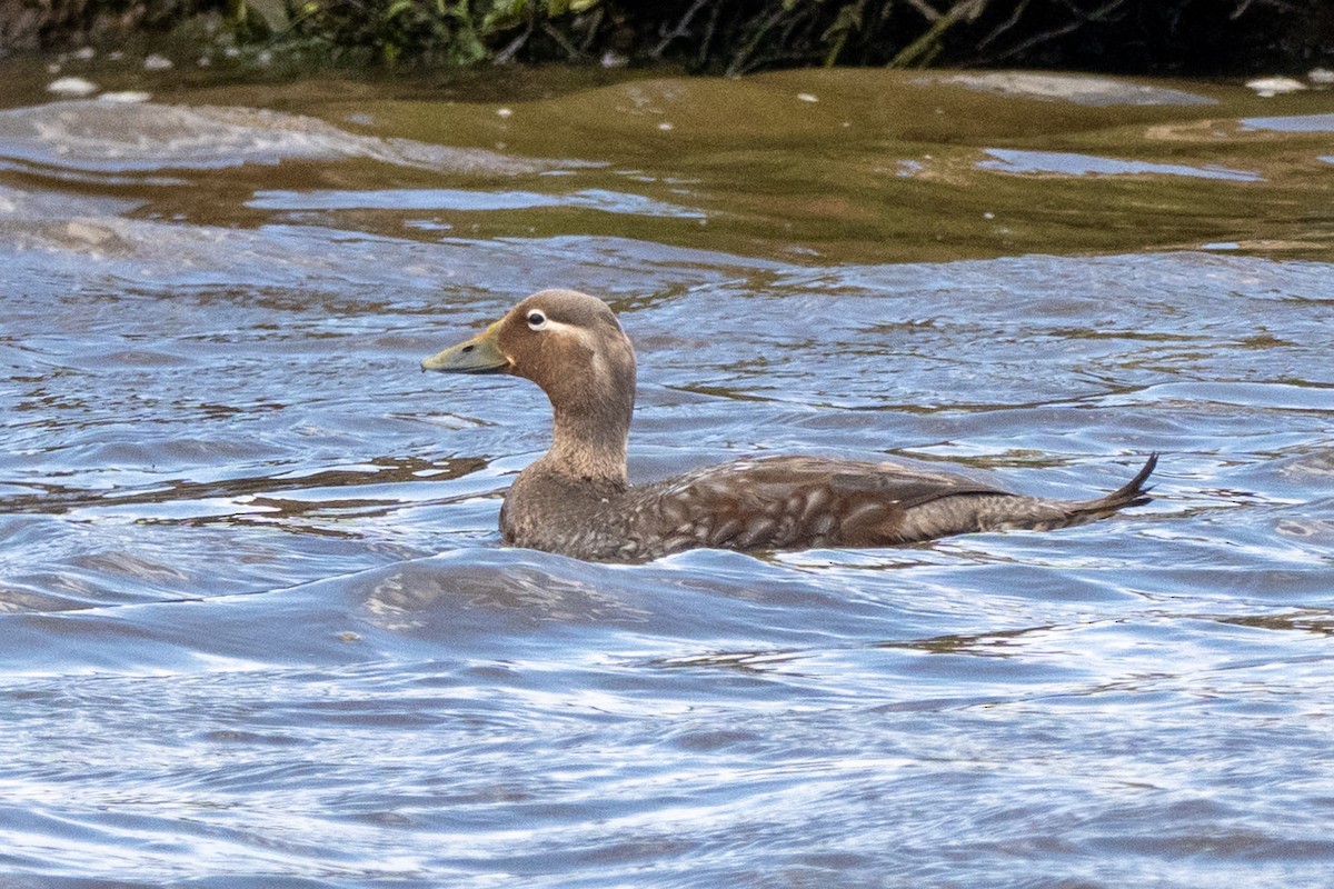 Flying Steamer-Duck - ML650321845